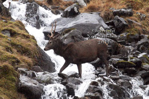 Red Deer photographs by Betty Fold Gallery